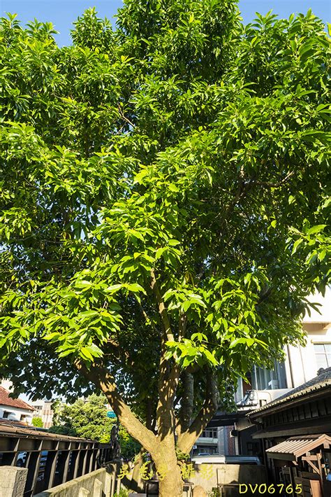 玉蘭花 風水 天井樹